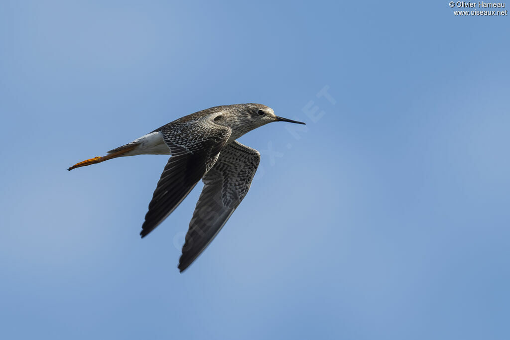 Chevalier à pattes jaunes