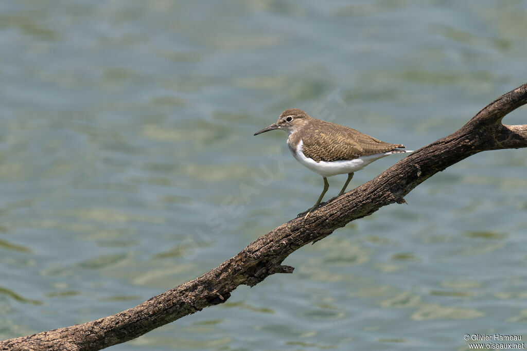 Chevalier guignetteimmature, identification