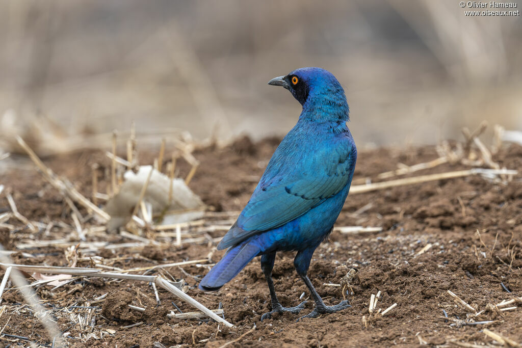 Choucador à oreillons bleus, identification