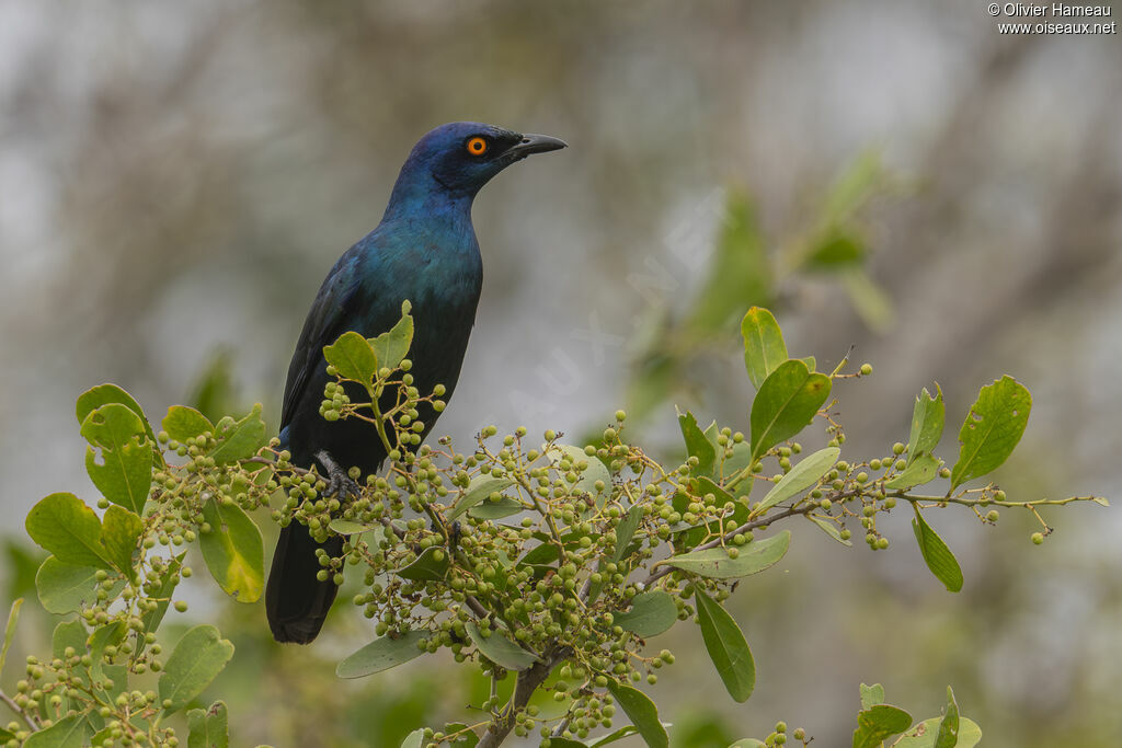 Choucador à ventre noiradulte, identification