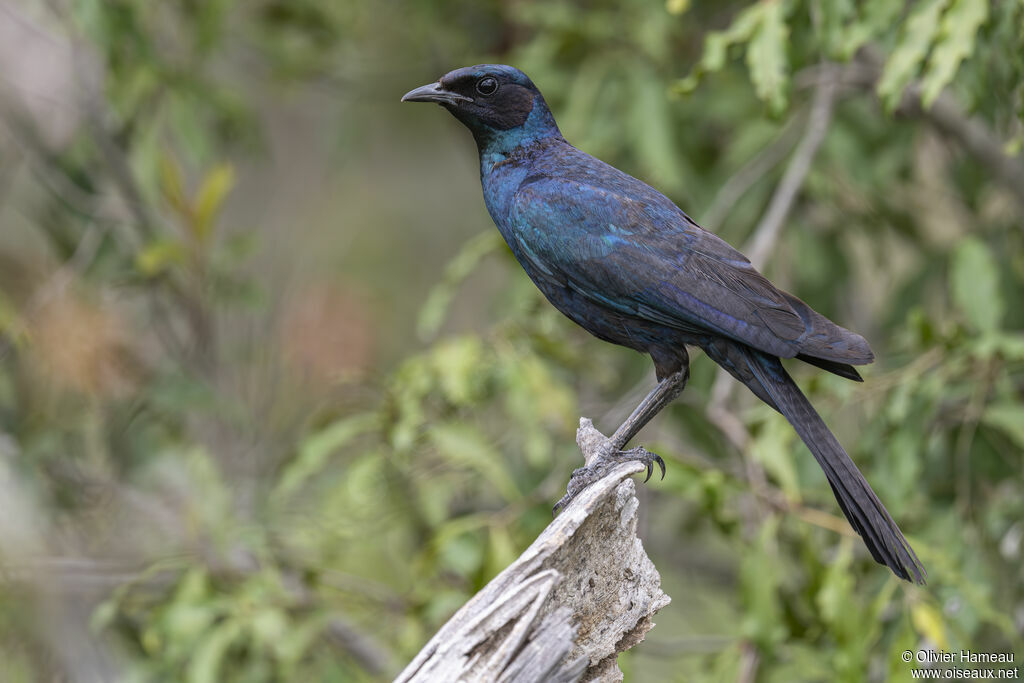 Choucador de Burchelladulte, identification
