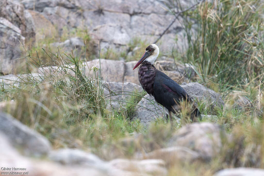 Cigogne à pattes noires