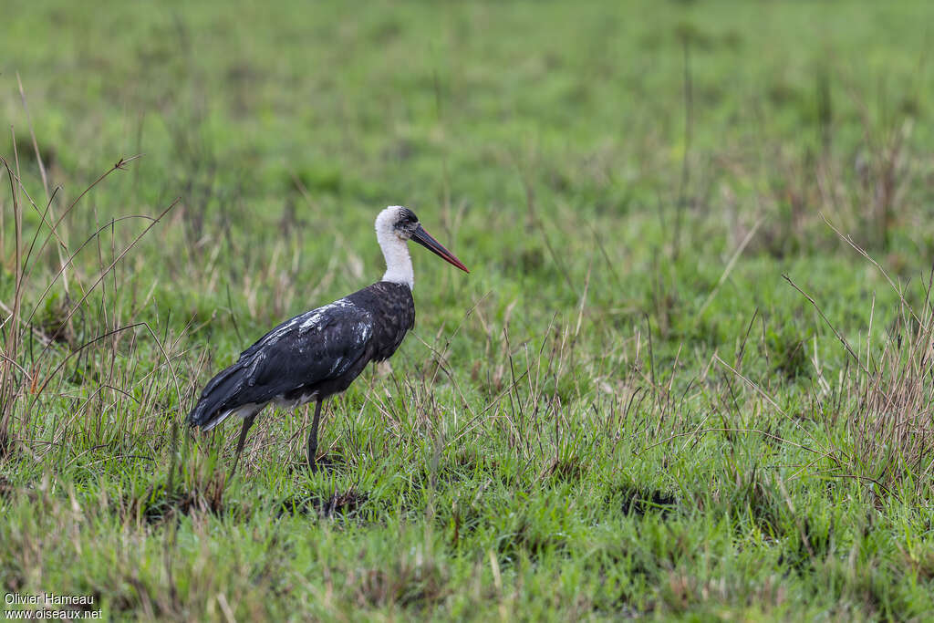 Cigogne à pattes noires