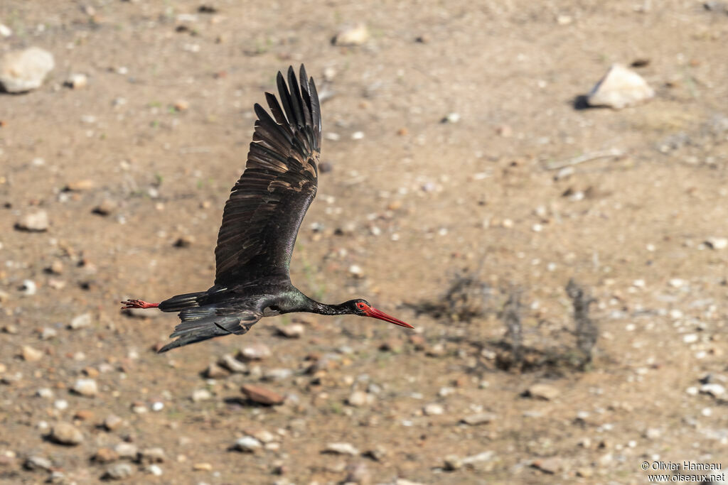 Black Storksubadult, Flight