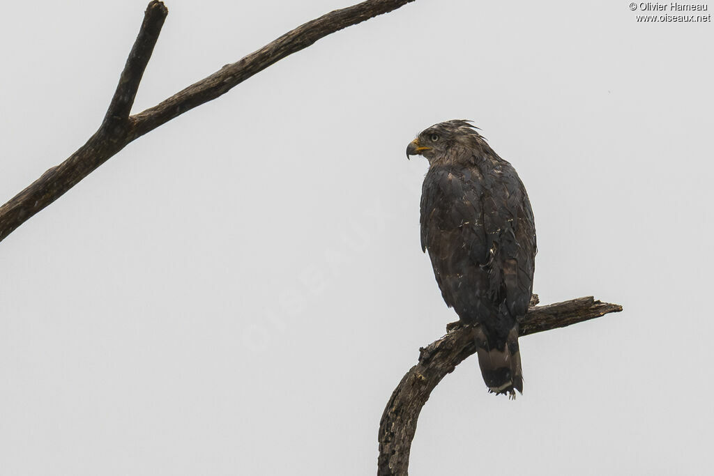 Circaète barréadulte, identification