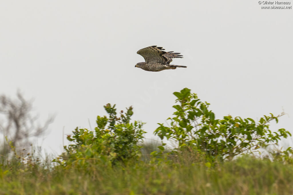 Circaète barréadulte, Vol