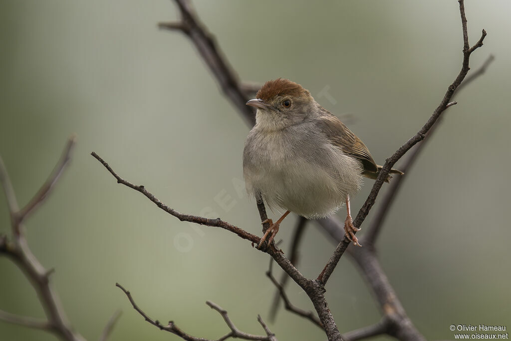 Neddickyadult, identification