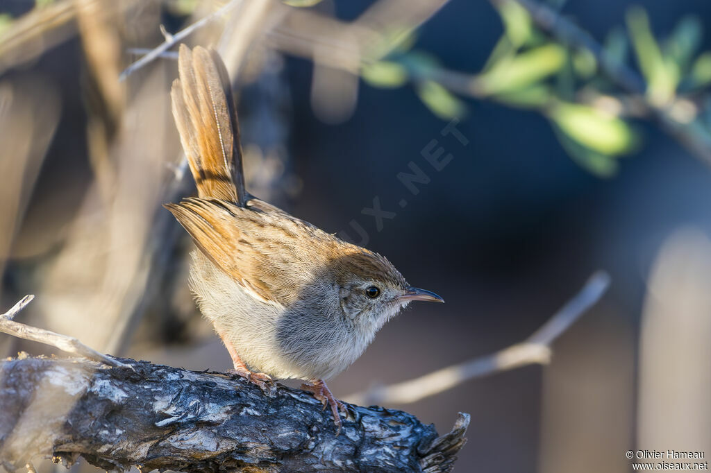 Grey-backed Cisticolaadult, identification