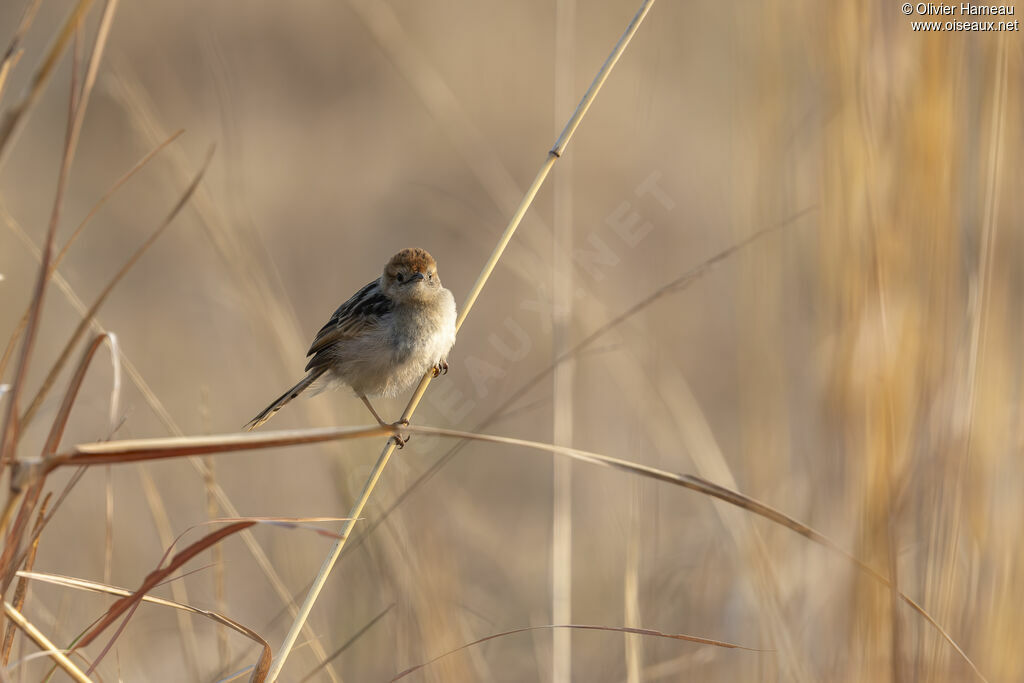 Cisticole à sonnette