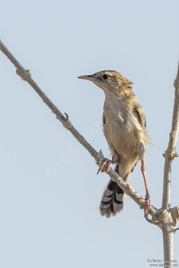 Cisticole du désertadulte, identification