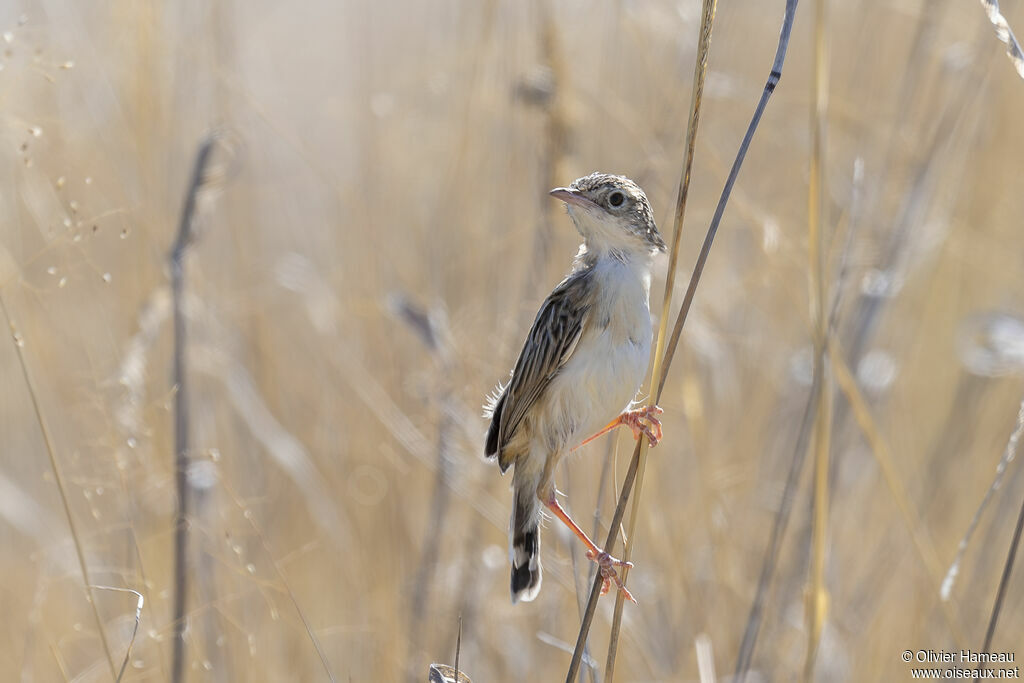 Cisticole du désertadulte, identification