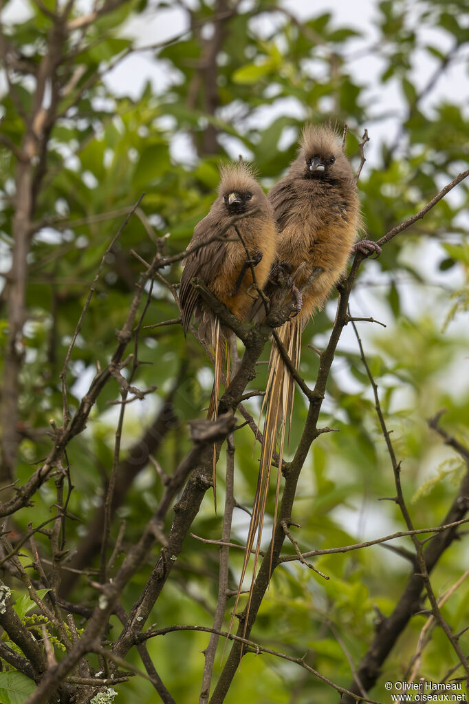 Speckled Mousebirdadult