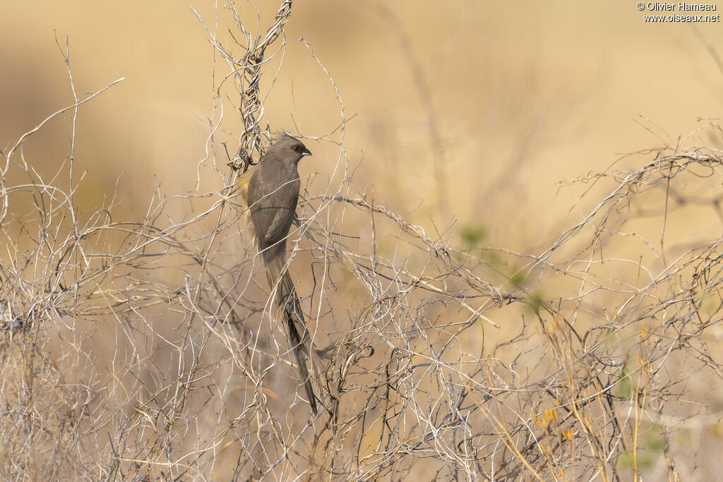 Speckled Mousebird, identification