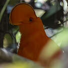 Coq-de-roche orange