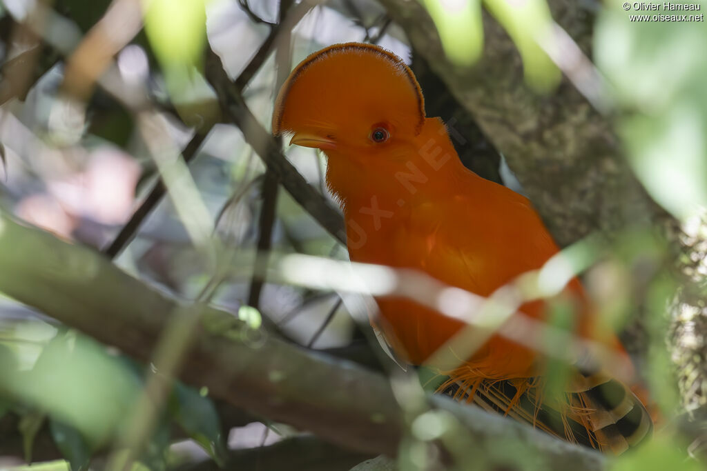Guianan Cock-of-the-rock