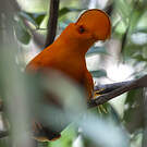 Coq-de-roche orange