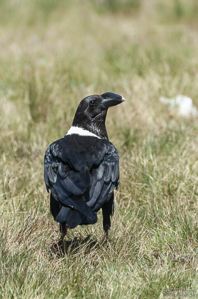 White-necked Ravenadult, identification