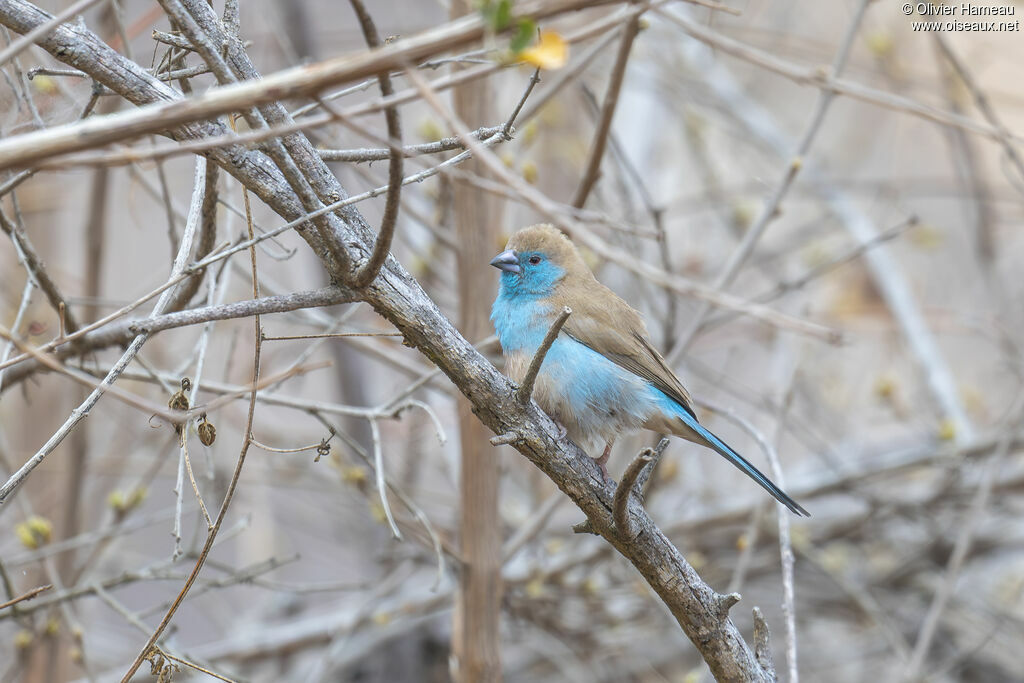 Cordonbleu de l'Angola - Cordonbleu d'Angola<br />, identification