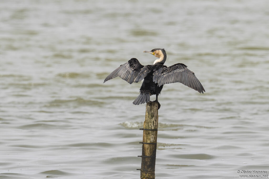 White-breasted Cormorantadult, care