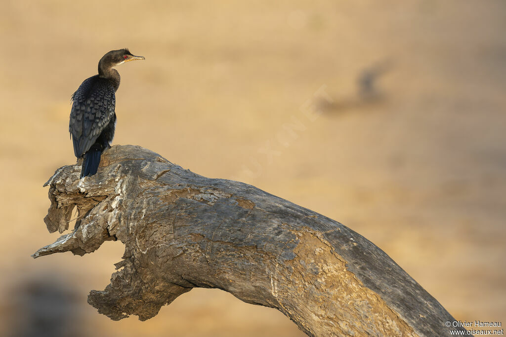 Reed Cormorant, identification