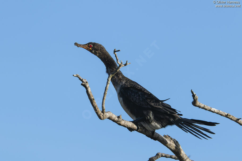 Cormoran africainadulte, identification