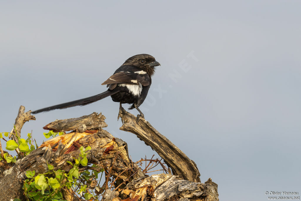 Magpie ShrikeFirst year, identification