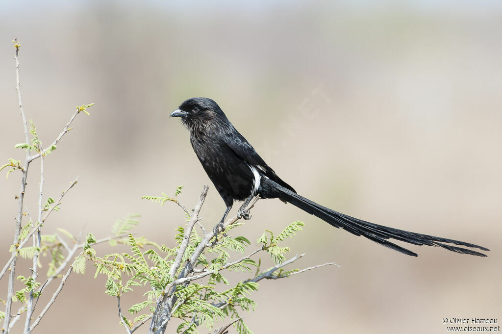 Magpie Shrikeadult, identification