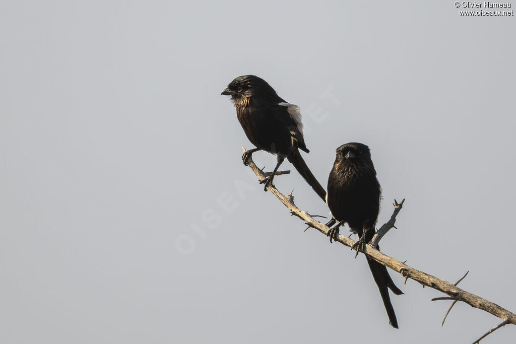 Corvinelle noir et blancadulte