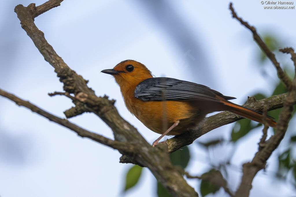 Cossyphe à calotte rousseadulte, identification