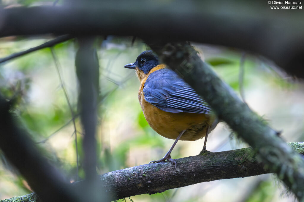 Cossyphe choriste, habitat