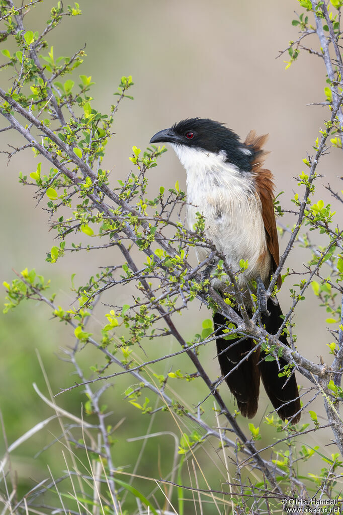 Burchell's Coucaladult, identification