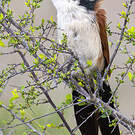 Coucal de Burchell