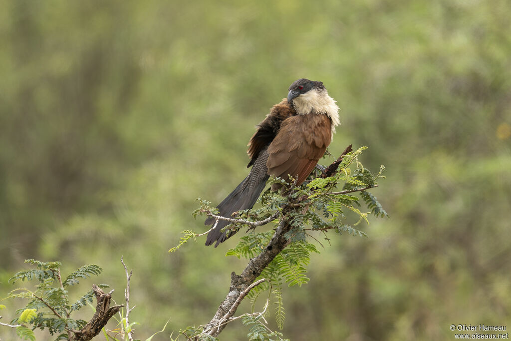 Burchell's Coucaladult, identification