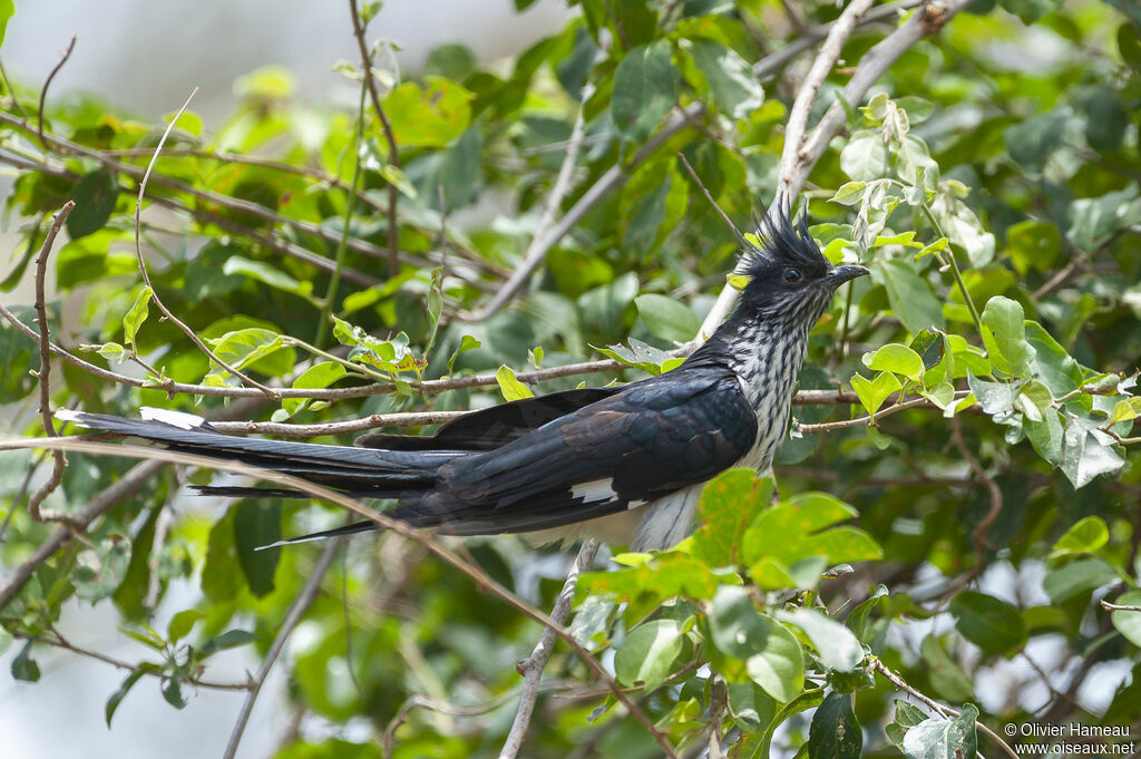 Levaillant's Cuckooadult, identification
