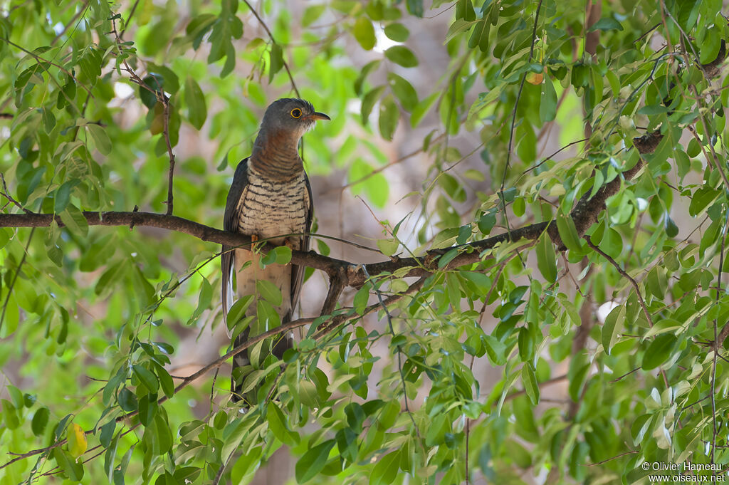Red-chested Cuckooadult, identification