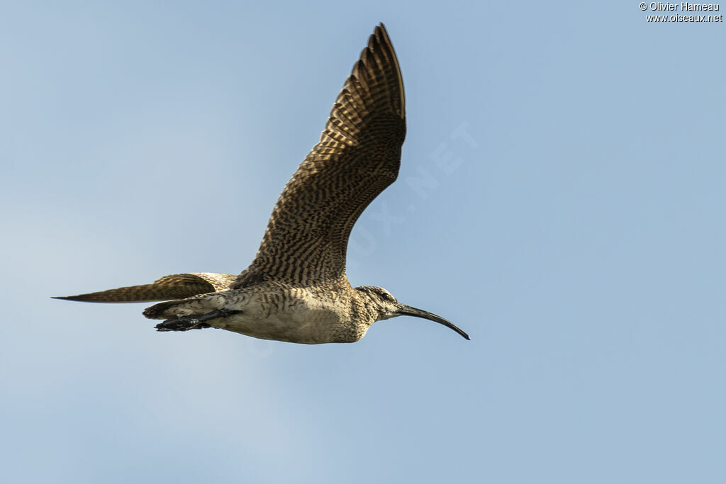 Hudsonian Whimbrel