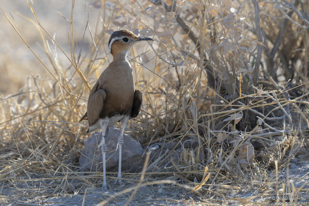 Courvite de Burchelladulte, identification