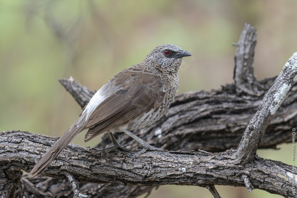 Hartlaub's Babbleradult, identification