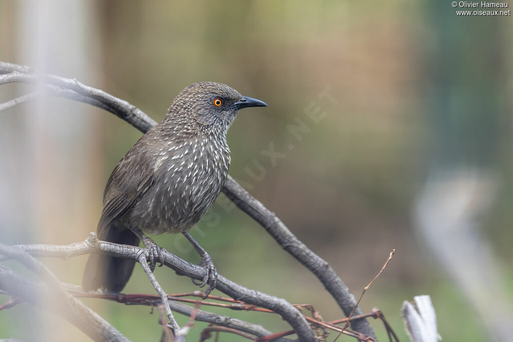 Cratérope fléchéadulte, identification