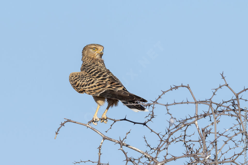 Greater Kestreladult, identification