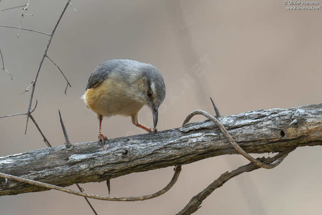 Crombec à long bec, identification
