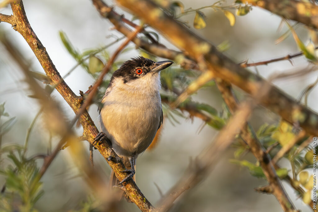 Black-backed Puffbackadult, identification