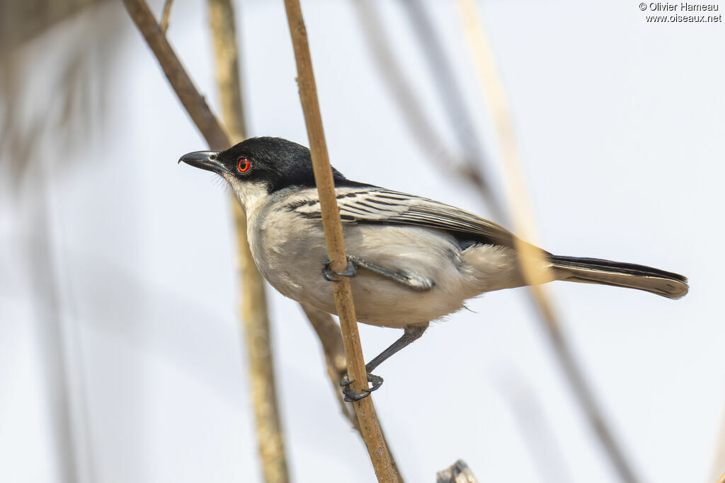 Cubla boule-de-neige mâle, identification