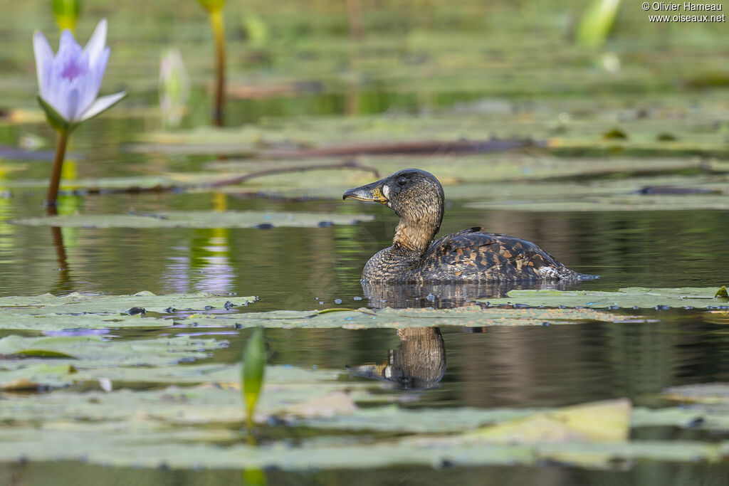 Dendrocygne à dos blanc