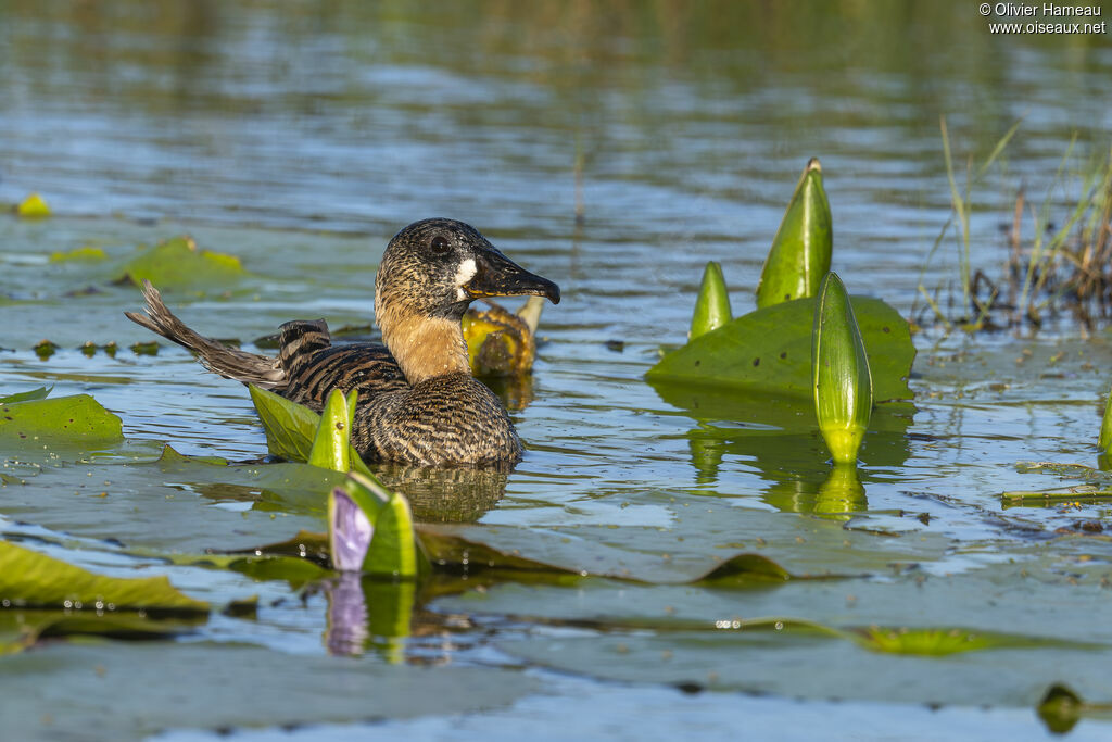 Dendrocygne à dos blanc