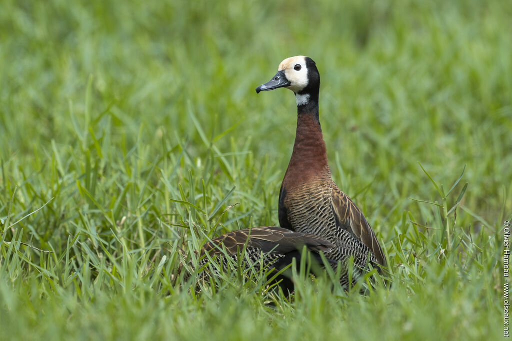 Dendrocygne veufadulte