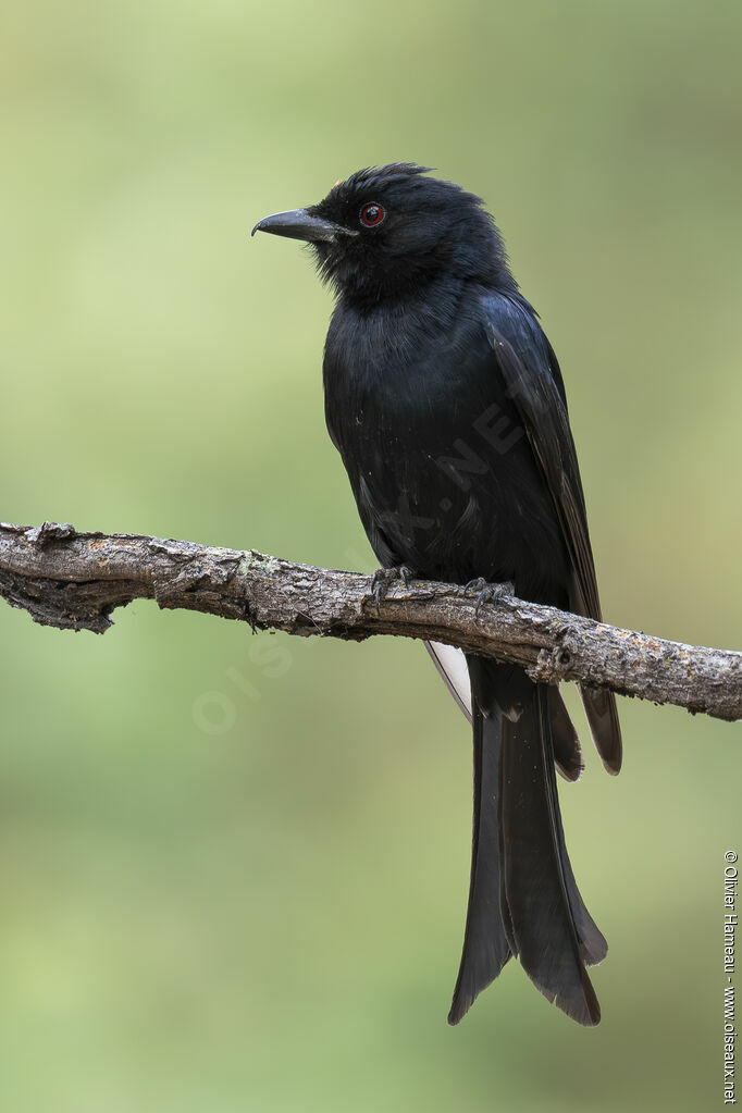Drongo brillantadulte, identification