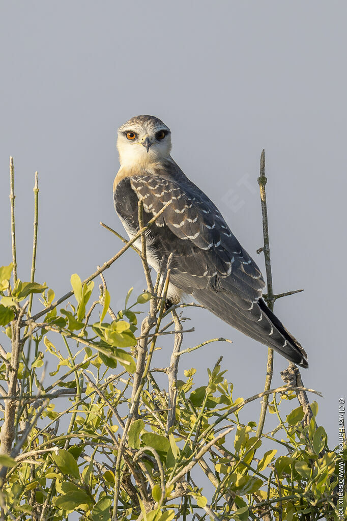 Black-winged Kiteimmature, identification