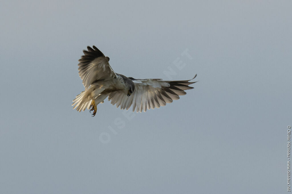 Black-winged Kiteimmature, Flight