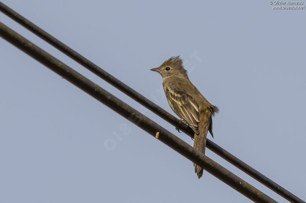 Yellow-bellied Elaenia